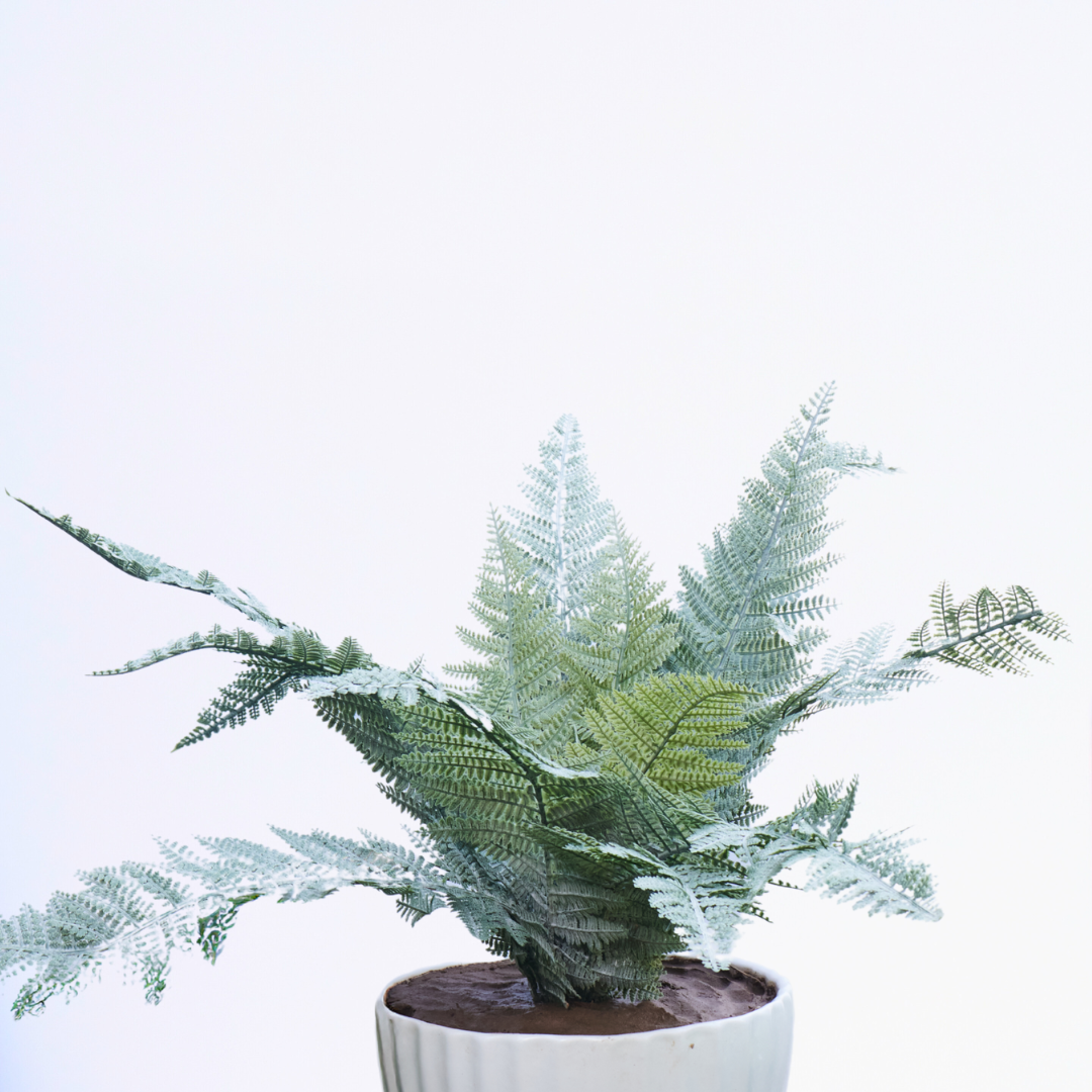 Silver Mist Fern