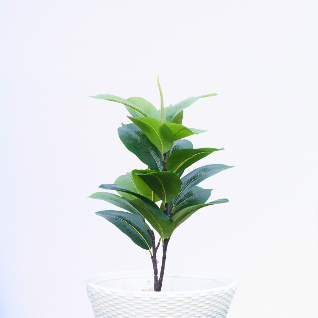 Lush Grove Ficus