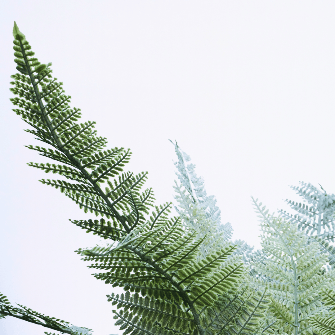 Silver Mist Fern - Image 2