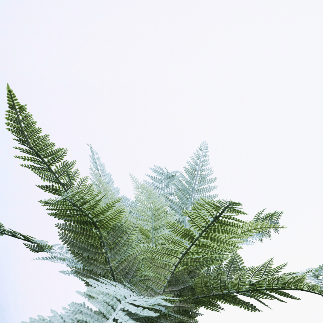 Silver Mist Fern - Image 3