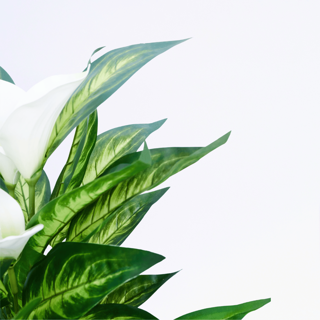 Eterna Lily - Image 2