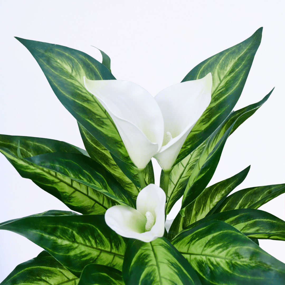 Eterna Lily - Image 3