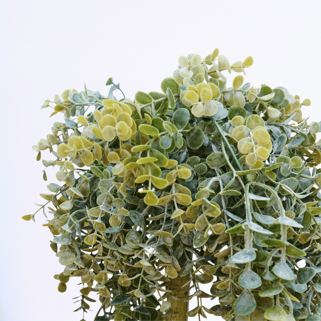 Moonveil Eucalyptus - Image 2