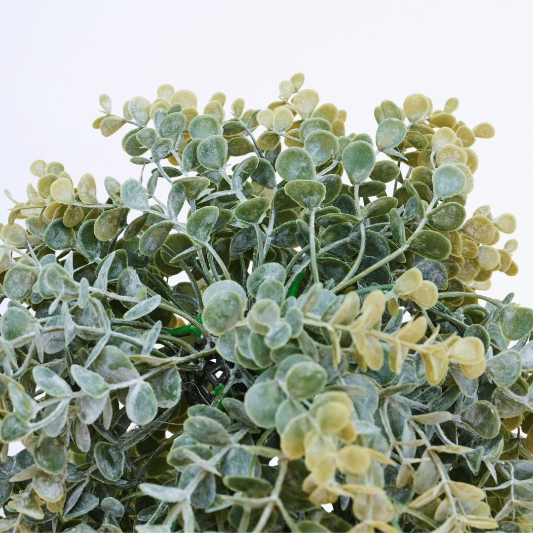 Moonveil Eucalyptus - Image 3