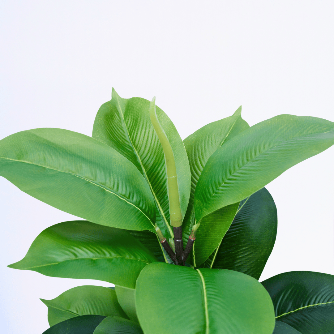 Lush Grove Ficus - Image 3