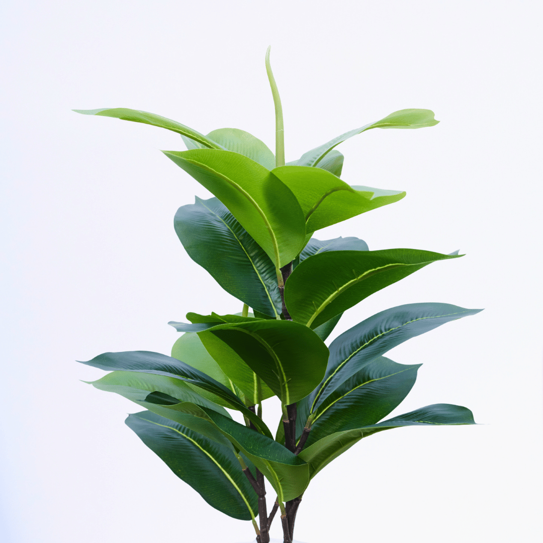 Lush Grove Ficus - Image 2