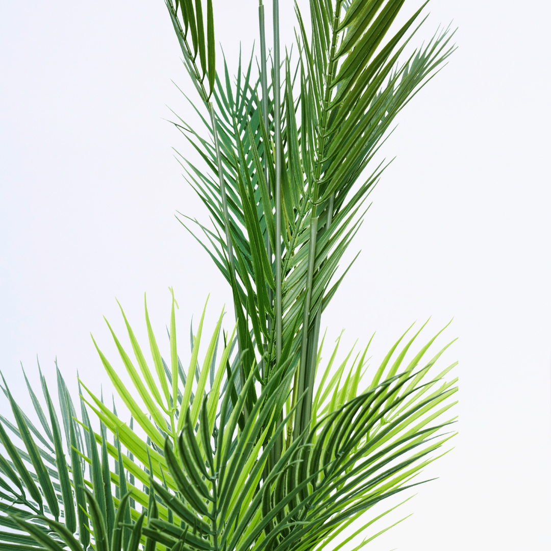 Golden Veil Palm - Image 3